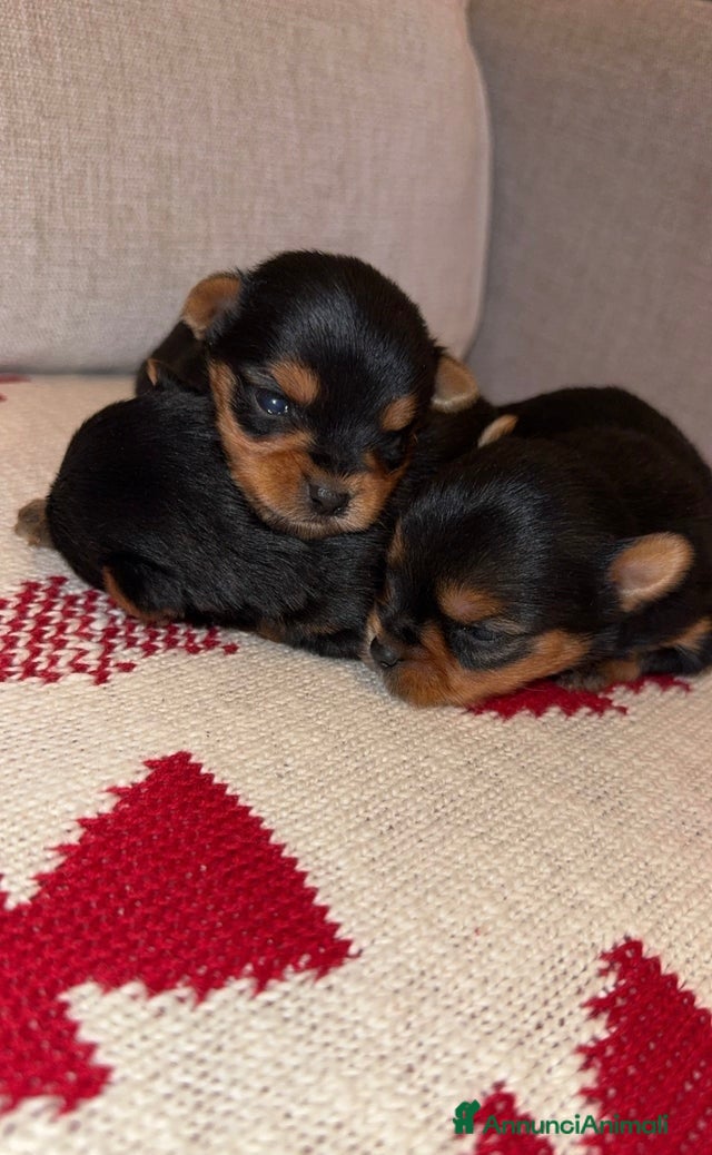 Yorkshire cani Cuccioli di Yorkshire Terrier - Annuncio 1