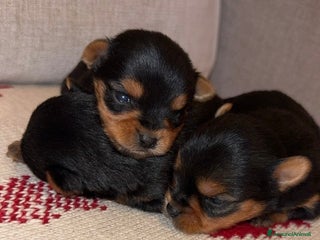 Yorkshire cani Cuccioli di Yorkshire Terrier - Annuncio 1