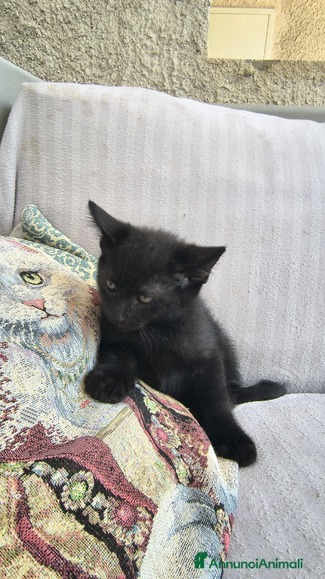 Maine Coon gatti in vendita: Cuccioli Maine Coon a Provincia di Macerata - Annuncio 32