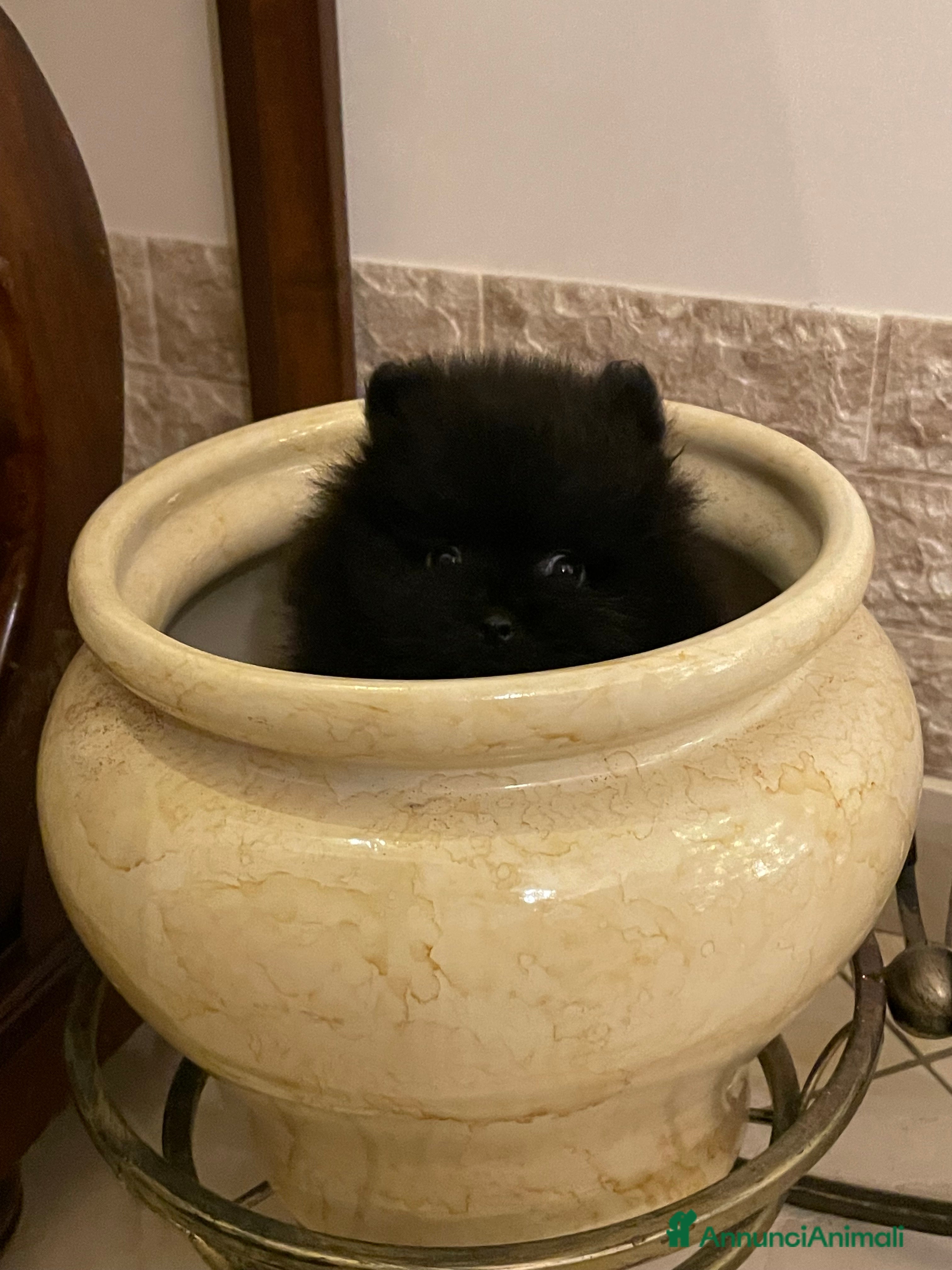 Spitz cani SPITZ POMERANIA  - Annuncio 2