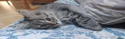 Siberiano gatti in vendita: Bellissimo cucciolo siberiano a Città Metropolitana di Bologna - Annuncio 3