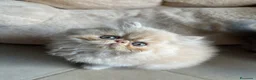 Persiano gatti in vendita: Cucciolo persiano crema  - Annuncio 2
