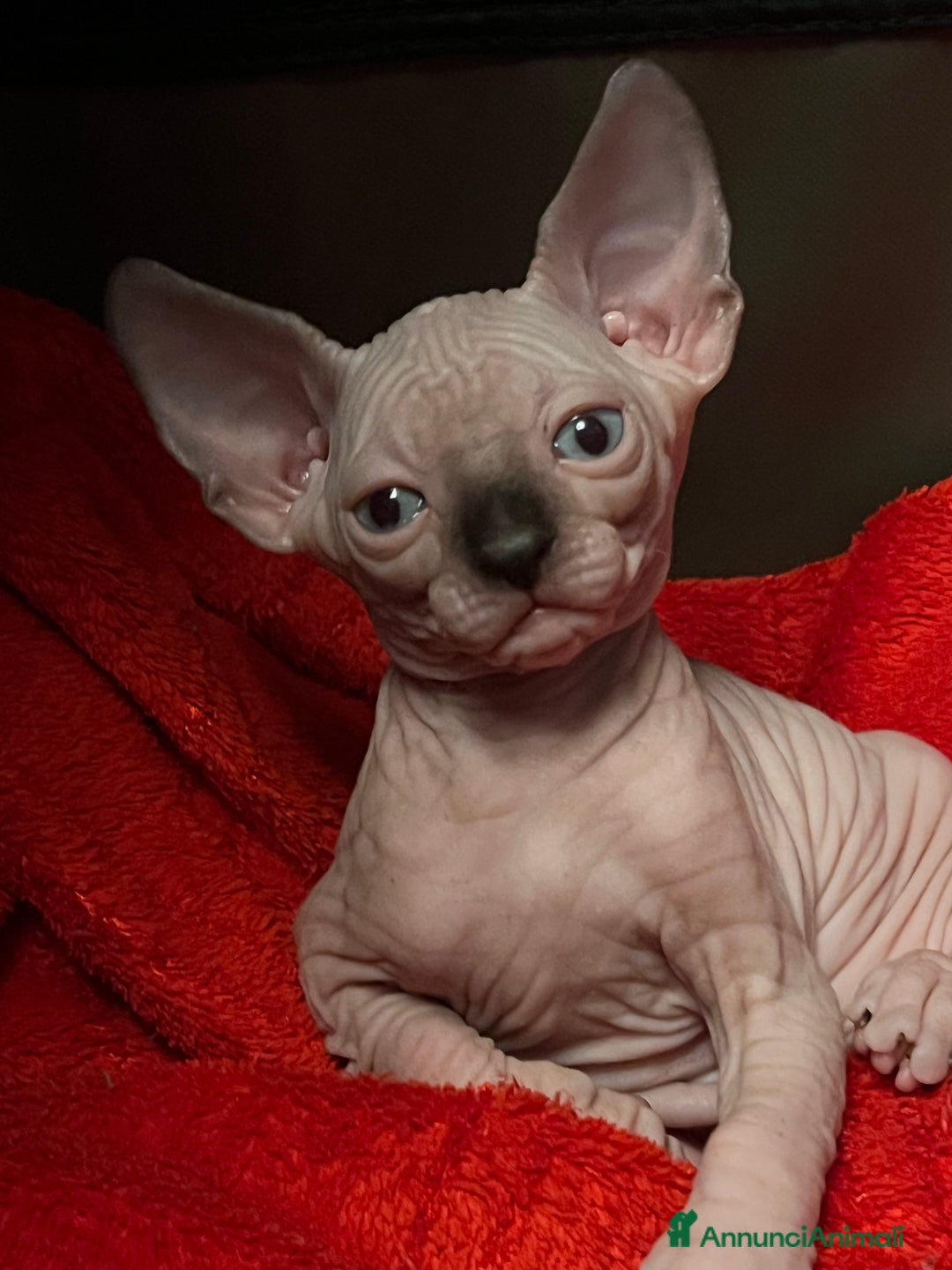 Sphynx gatti in vendita: Sphynx  - Annuncio 7