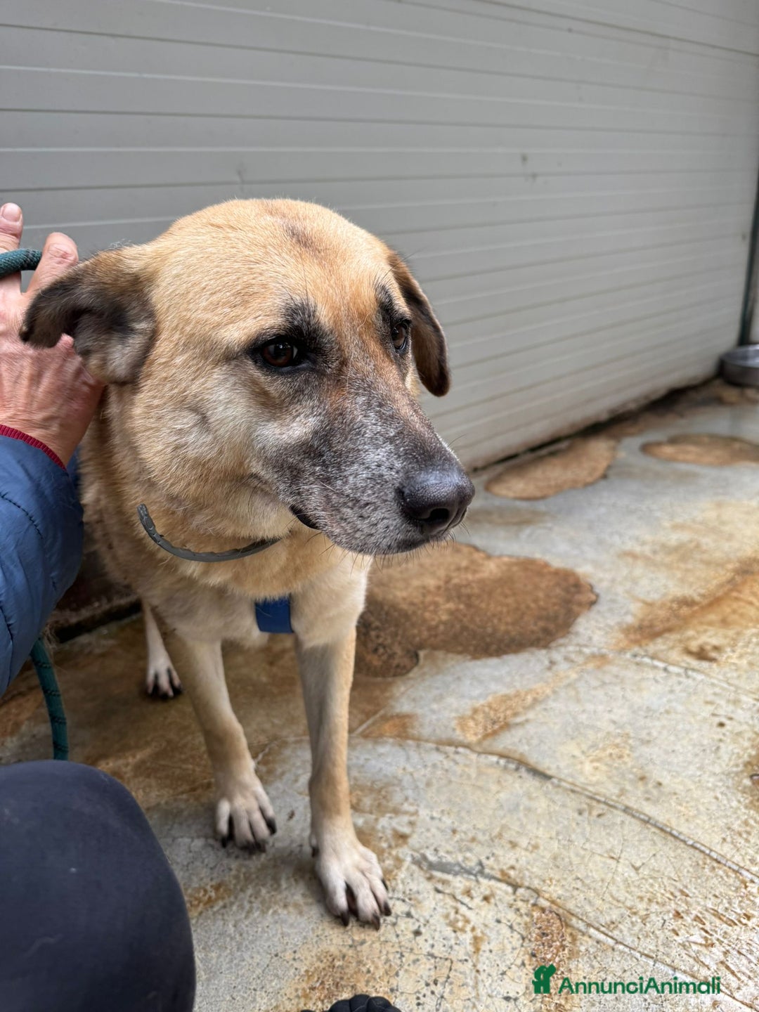 Meticcio cani in regalo: Splendida meticcia - RAJA a Città metropolitana di Milano - Annuncio 12