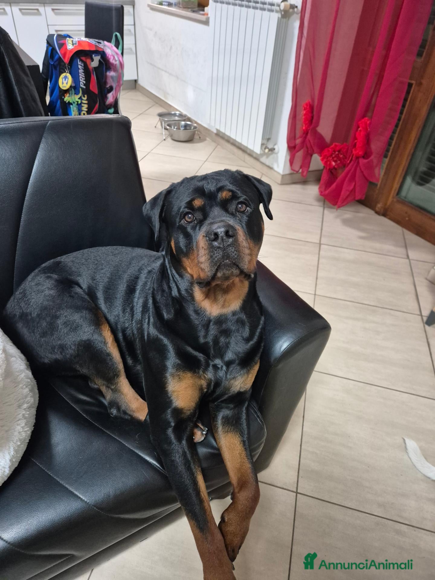 Rottweiler cani Cuccioli rottweiler  - Annuncio 30