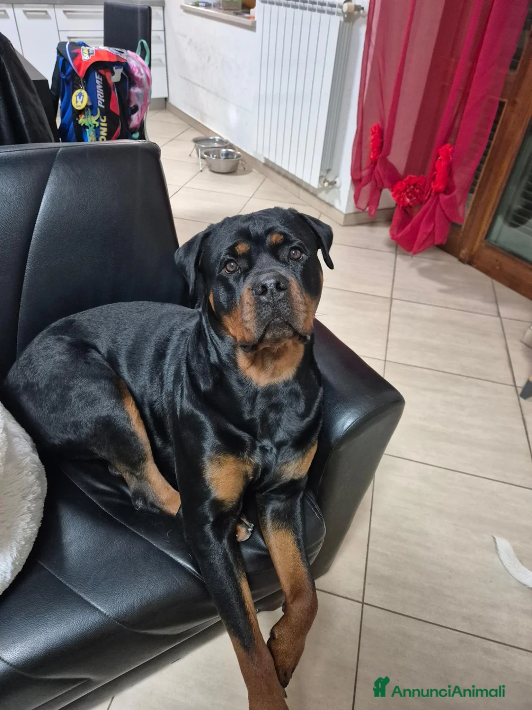 Rottweiler cani in vendita: Cuccioli rottweiler  a Provincia di Perugia - Annuncio 1