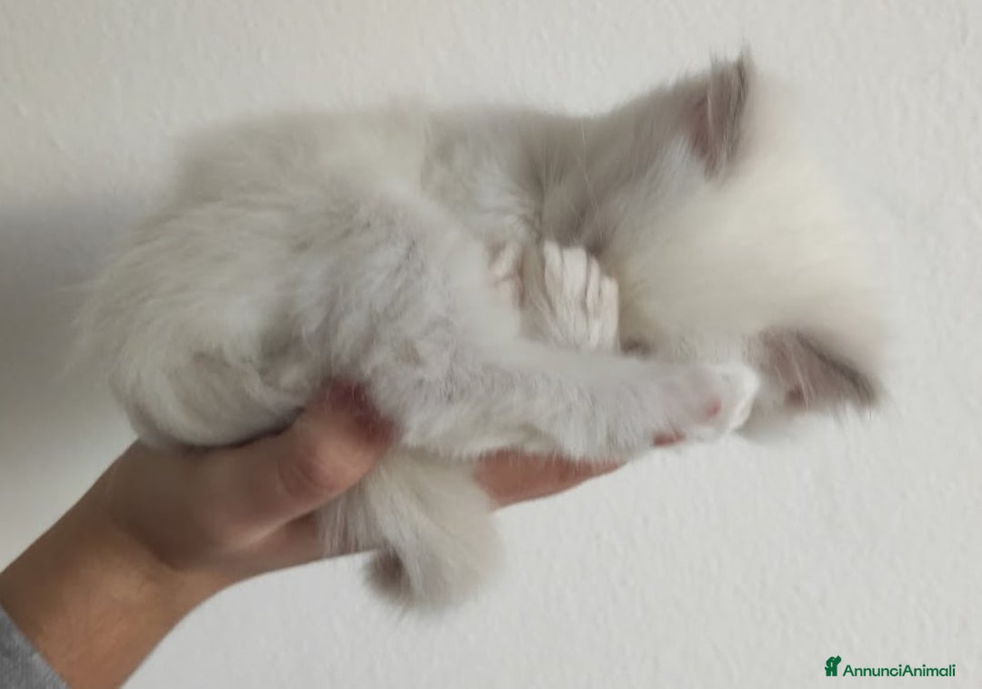 Immagine della galleria {{count}}