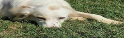 Meticcio cani in regalo: Fish-meraviglioso mix breton-golden - Annuncio 1