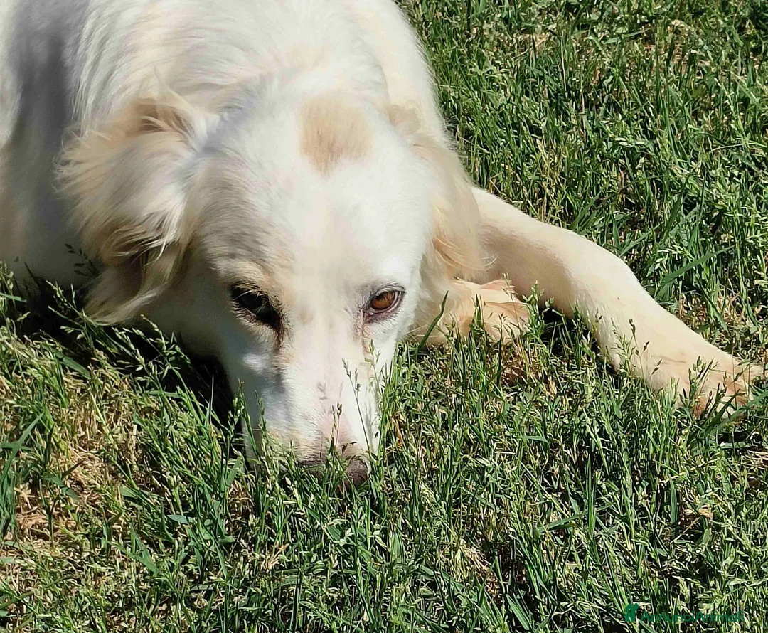 Meticcio cani in regalo: Fish-meraviglioso mix breton-golden - Annuncio 1