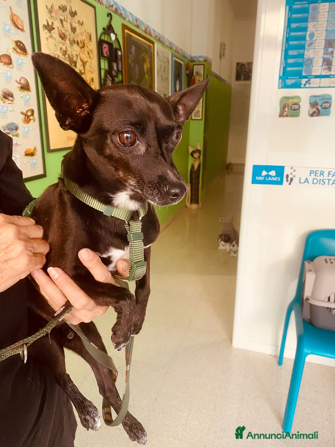 Pinscher Miniatura cani in regalo: Kikko pinscher affettuoso - Annuncio 3