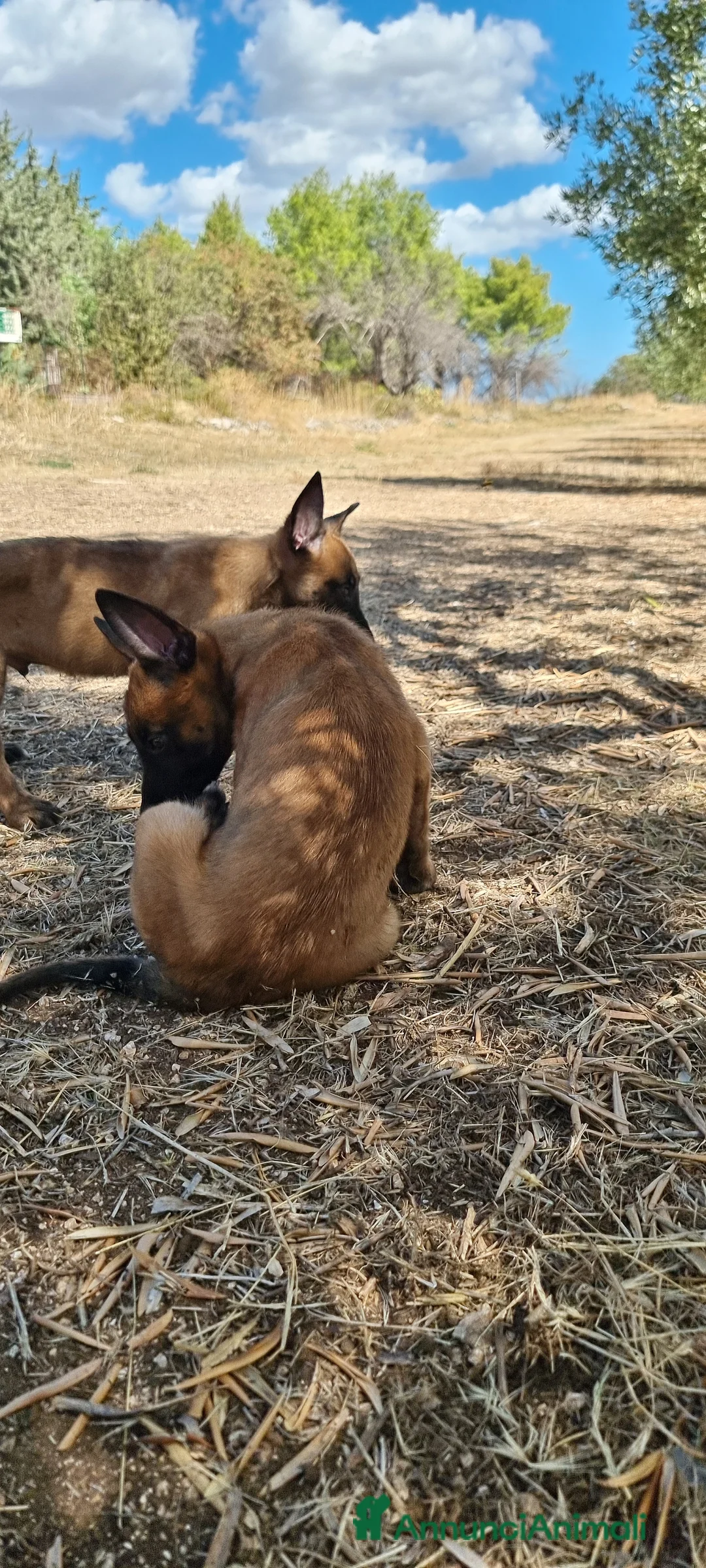 Pastore Belga cani in vendita: Cuccioli Pastore Belga Malinois Cosenza Calabria - Annuncio 2