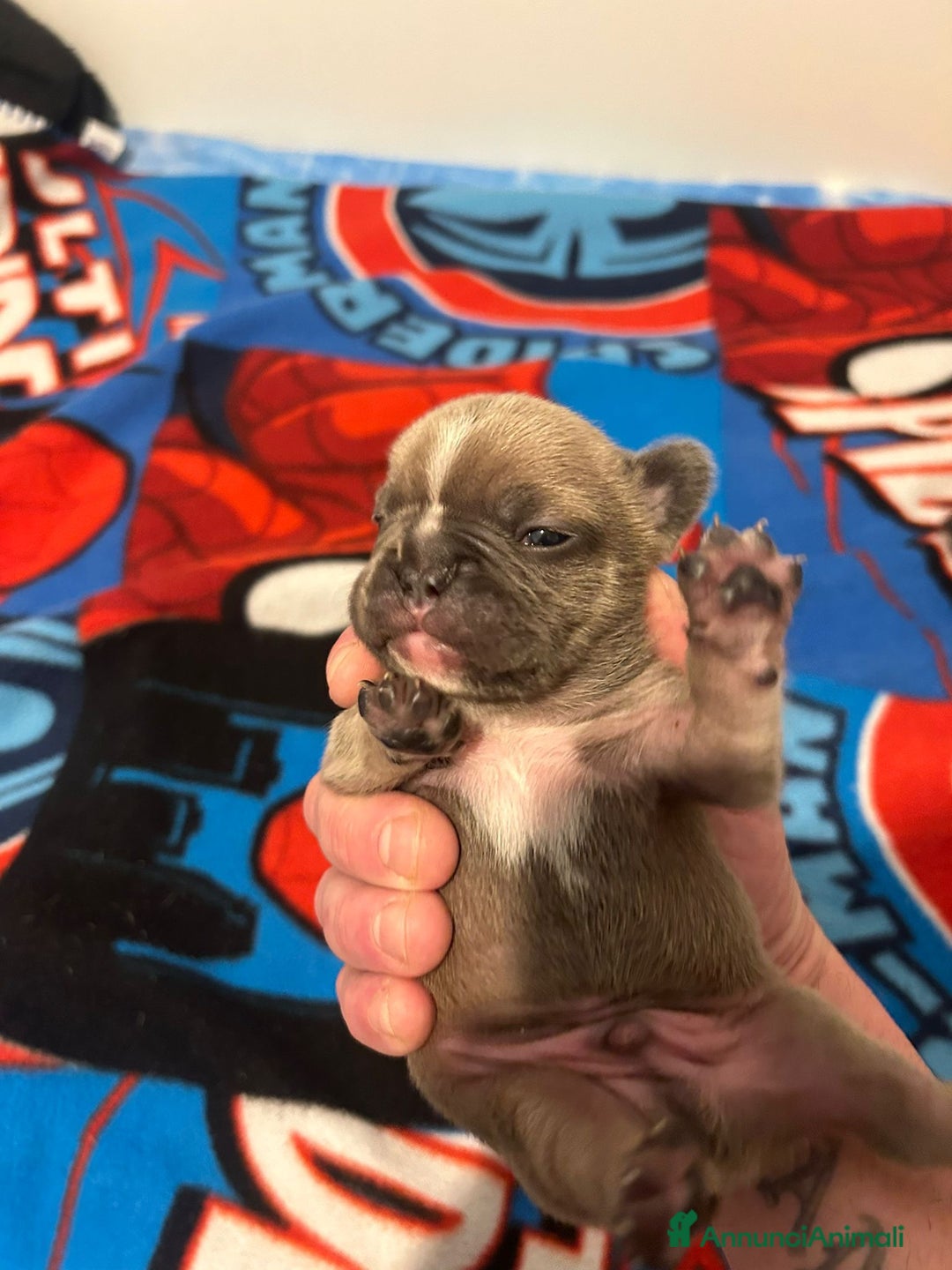 Bulldog Francese cani in vendita: Cuccioli maschi. Bulldog francese. - Annuncio 8