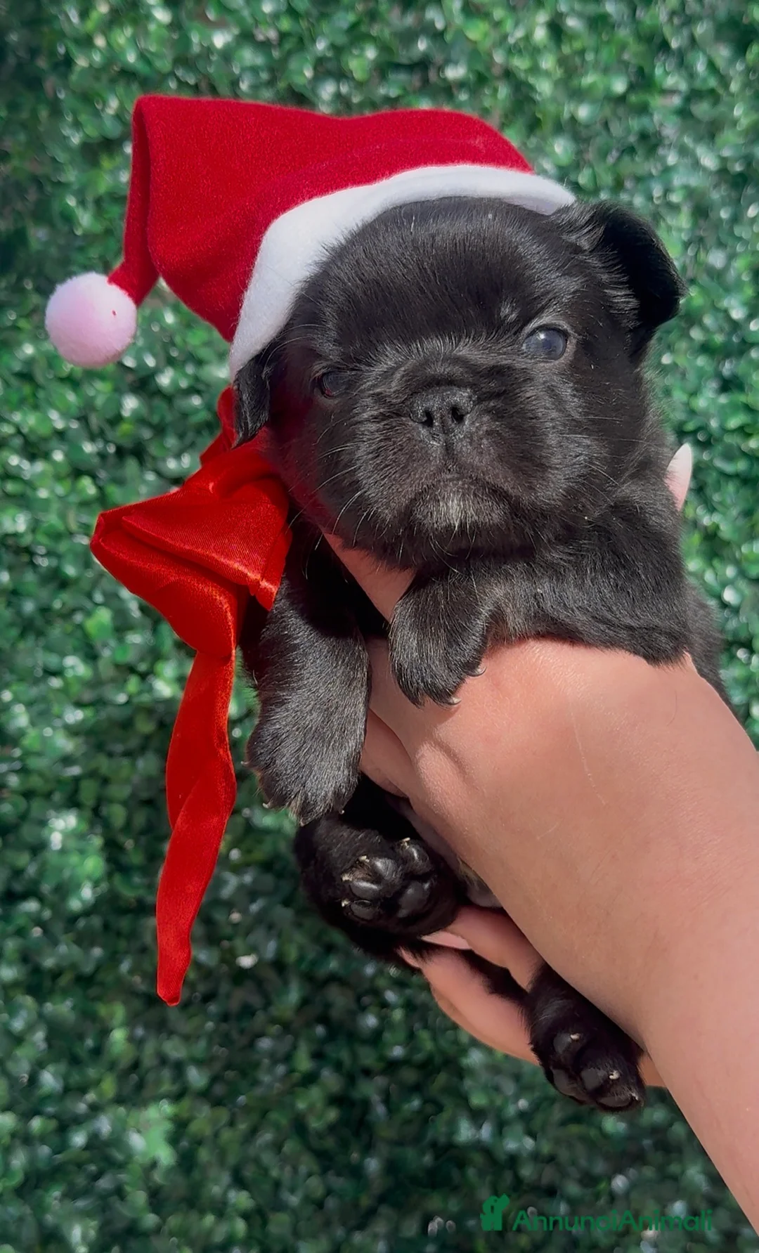 Bulldog Francese cani in vendita: Bulldog francese (fluffy, carrierfluffy, bigrope)  - Annuncio 10