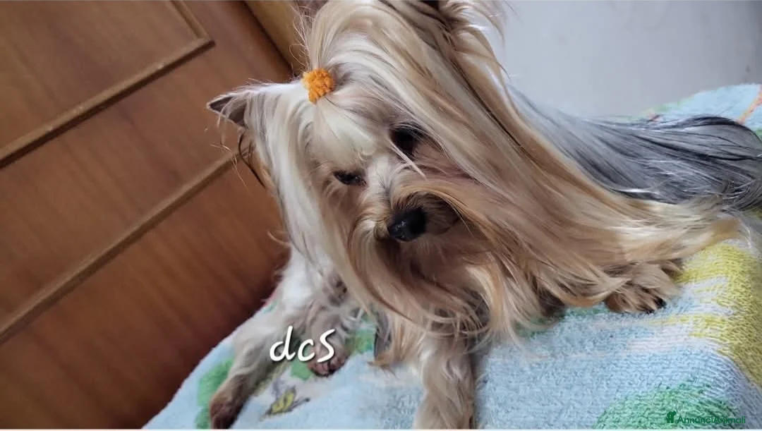 Yorkshire cani in vendita: Yorkshire terrier ex fattrice  - Annuncio 1
