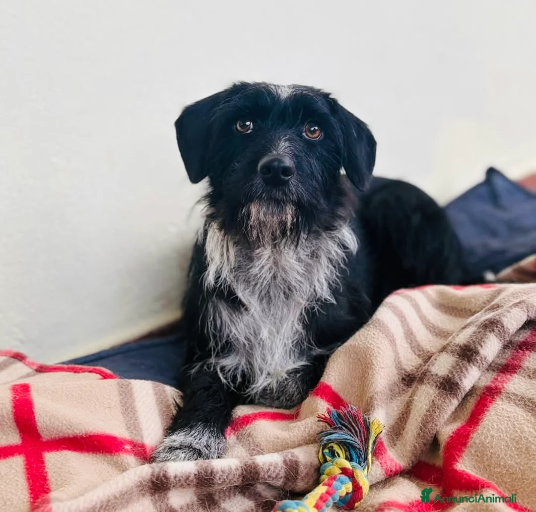 Meticcio cani in regalo: Cagnolina taglia piccola 1 anno - Annuncio 3