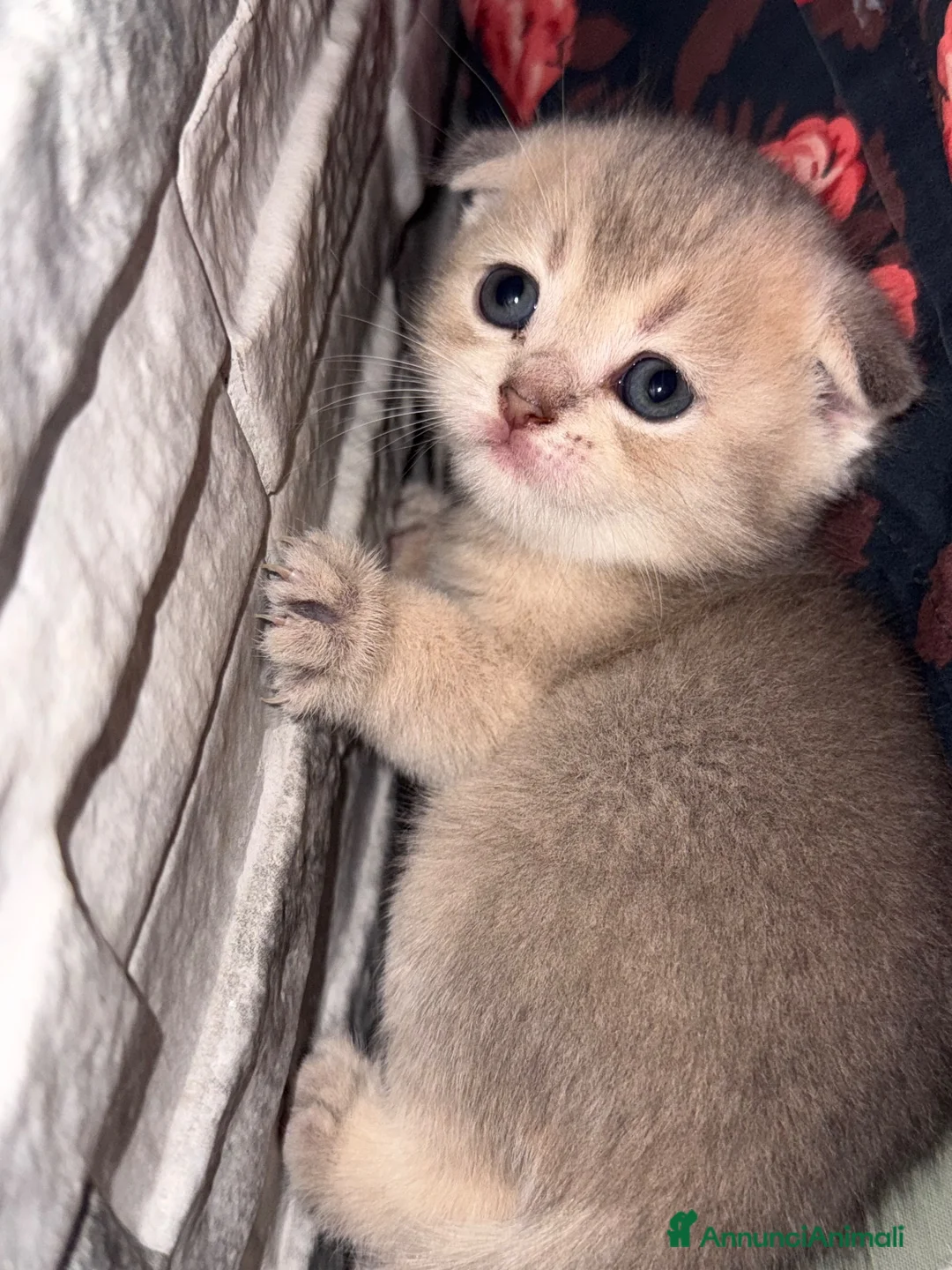 Scottish gatti in vendita: Cuccioli di Scottish Fold - Annuncio 2