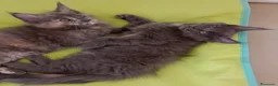 Maine Coon gatti in vendita: Cuccioli di Maine Coon  - Annuncio 8