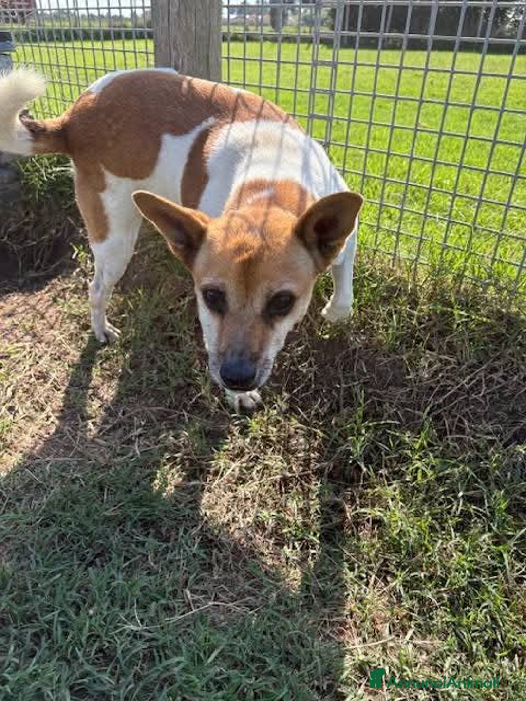 Meticcio cani in regalo: TIC simpaticissimo derivato jack russel - Annuncio 4