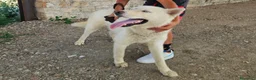 Husky cani in regalo: Zeus: giovane Siberian Husky socievole con tutti  - Annuncio 13