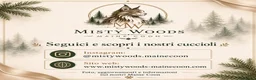 Maine Coon gatti in vendita: Allevamento Maine Coon Misty Woods - Annuncio 38