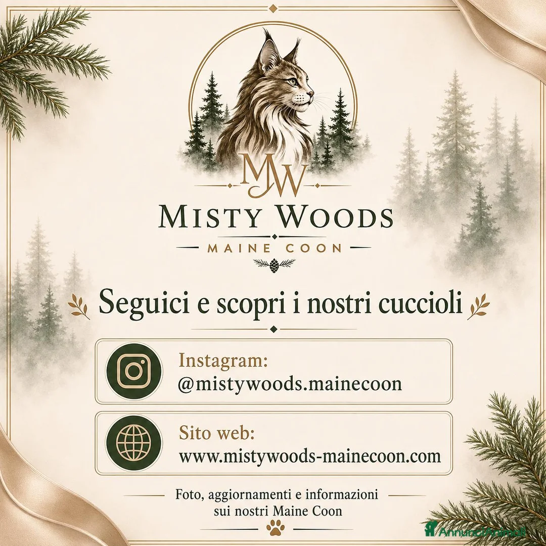 Maine Coon gatti in vendita: Allevamento Maine Coon Misty Woods - Annuncio 38