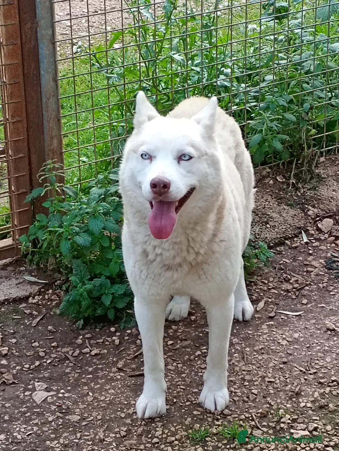 Husky cani in regalo: Masha splendida husky - Annuncio 2