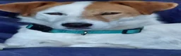 Meticcio cani in regalo: Totò 3anni tg media arrivato aPavia da 1vero lager - Annuncio 2