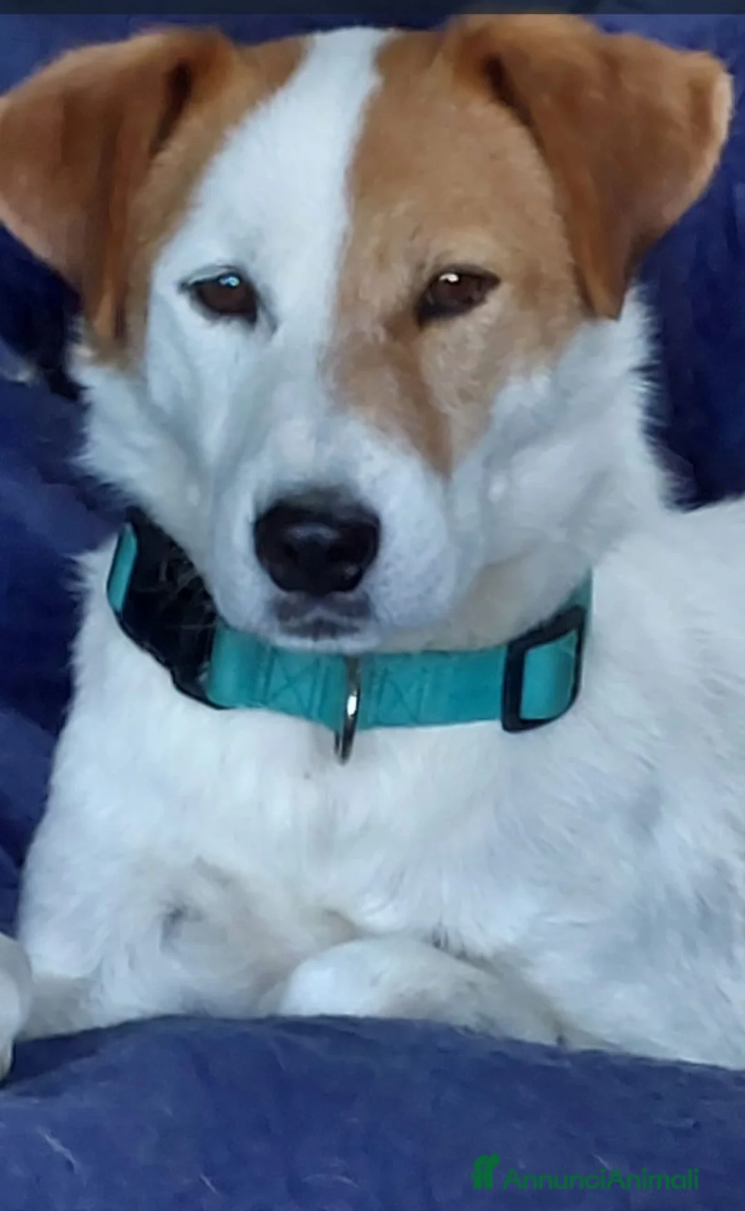 Meticcio cani in regalo: Totò 3anni tg media arrivato aPavia da 1vero lager - Annuncio 2