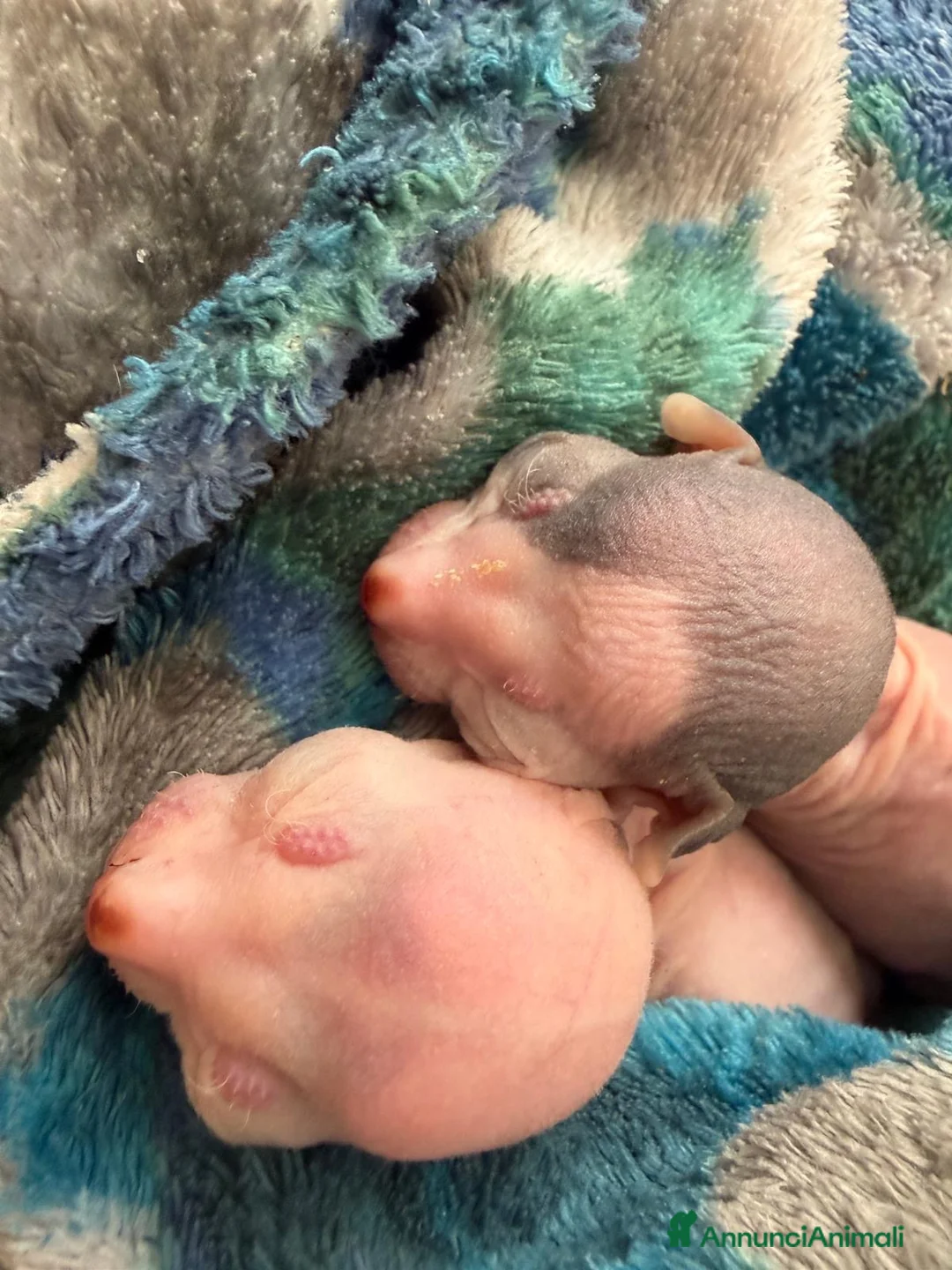 Sphynx gatti in vendita: Sphinx gatto nudo a Città Metropolitana di Torino - Annuncio 6