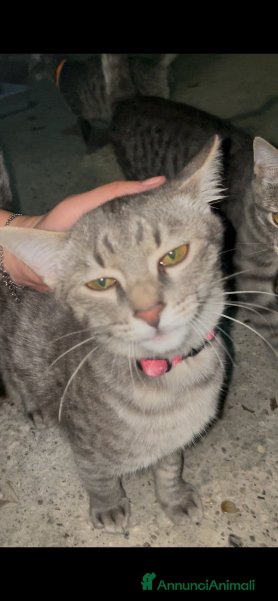 Meticcio gatti Regalo gattino  - Annuncio 3