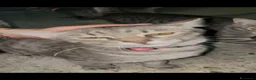 Meticcio gatti in regalo: Regalo gattino  - Annuncio 1
