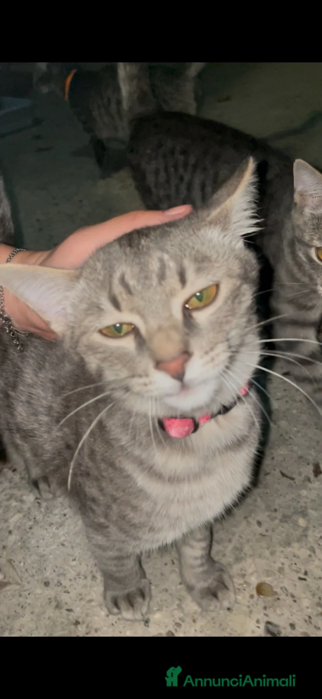 Meticcio gatti in regalo: Regalo gattino  - Annuncio 1