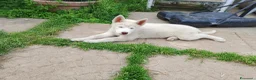 Husky cani in vendita: Siberian husky  - Annuncio 14