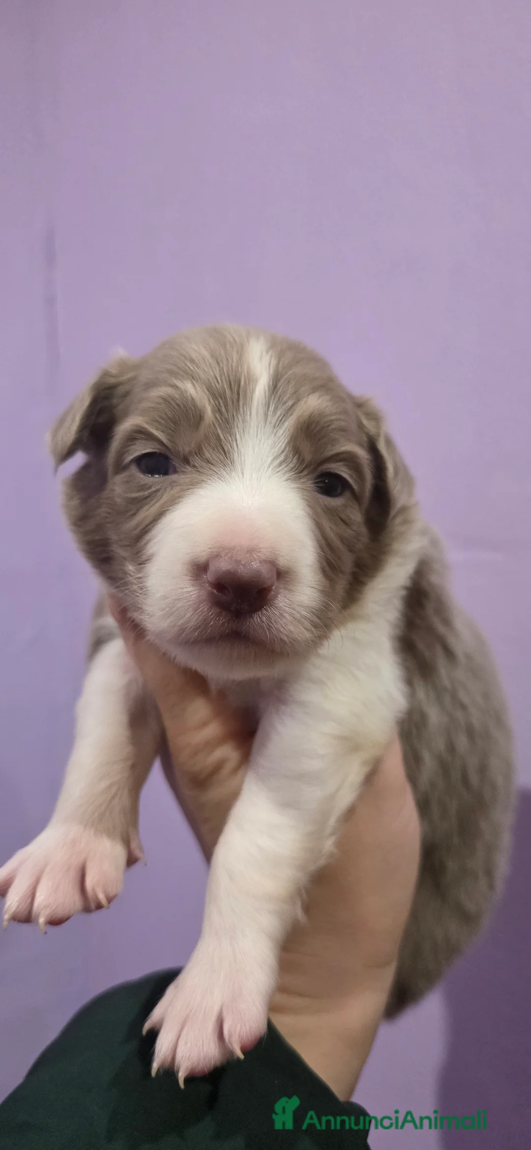 Border Collie cani in vendita: Border collie lilac e blu  - Annuncio 2