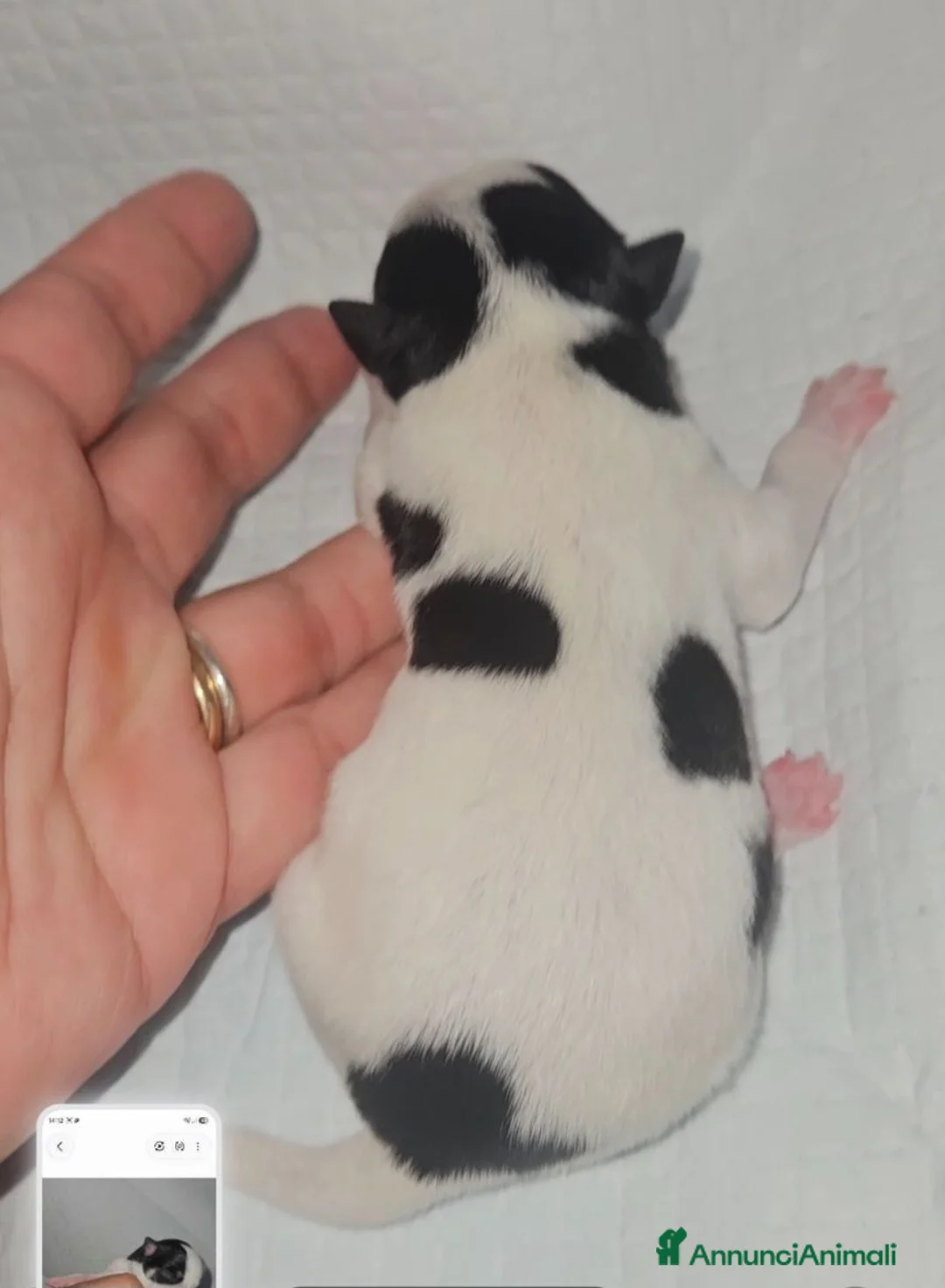 Chihuahua cani in vendita: Chihuahua toy pedigree Enci  - Annuncio 7