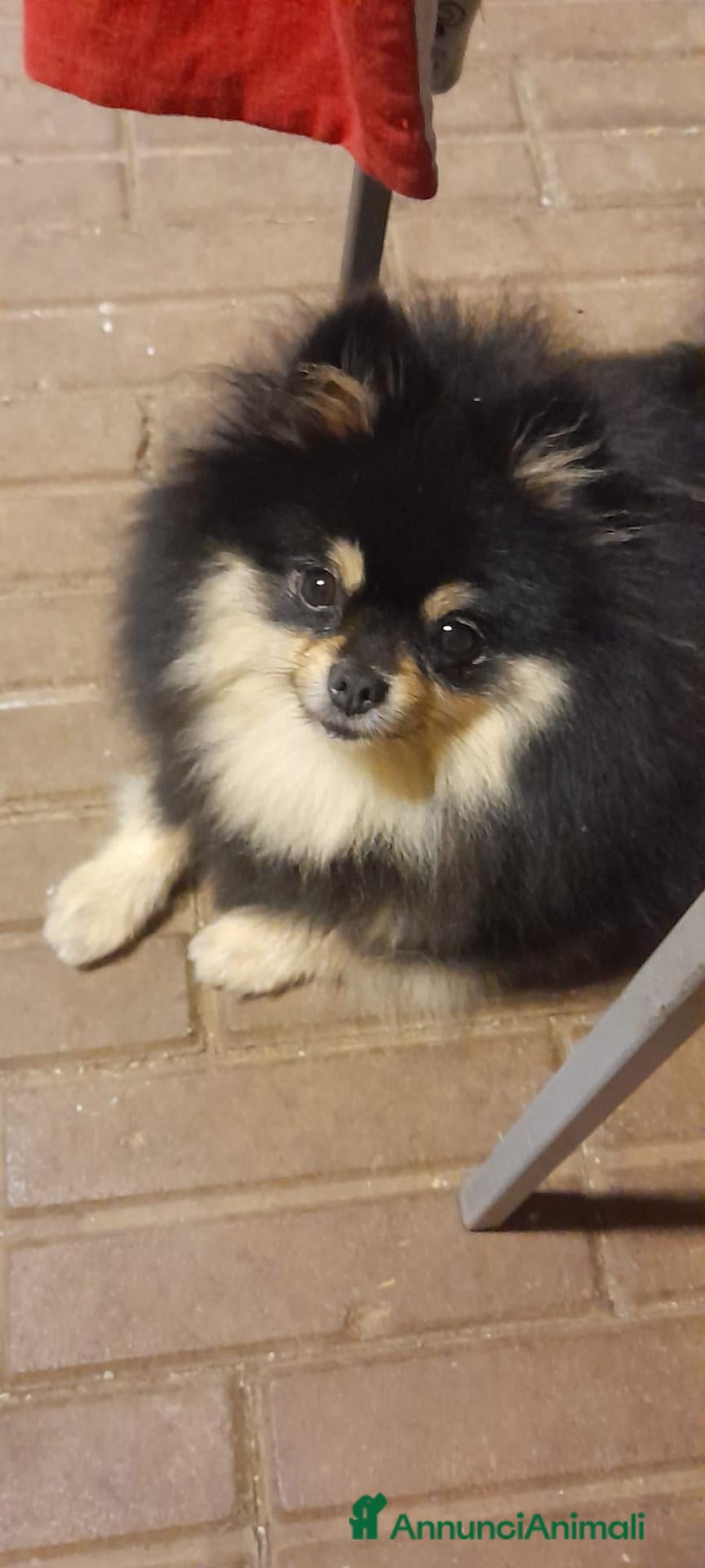 Spitz cani Cuccioli Pomerania  - Annuncio 1