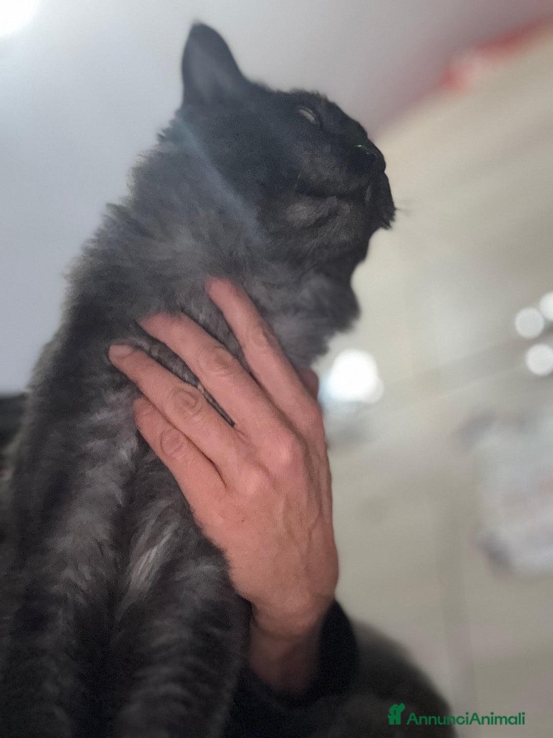 Maine Coon gatti per accoppiamento: Stallone Black smoke Maine Coon Per accopiamento a Provincia di Brescia - Annuncio 6