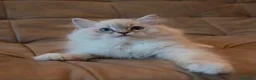 Ragdoll gatti in vendita: Bellissimi cuccioli di ragdoll - Annuncio 2