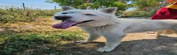 Husky cani in regalo: Zeus: giovane Siberian Husky socievole con tutti  - Annuncio 20