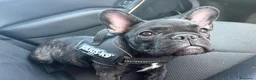 Bulldog Francese cani in vendita: Cucciolo di bulldog francese  - Annuncio 4