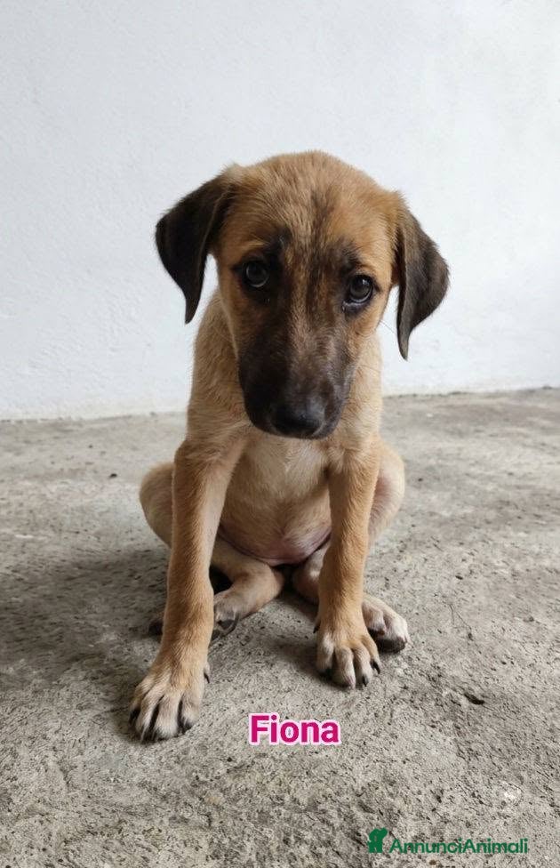 Meticcio cani Fiona - Annuncio 8