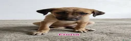 Meticcio cani in regalo: Fiona - Annuncio 1