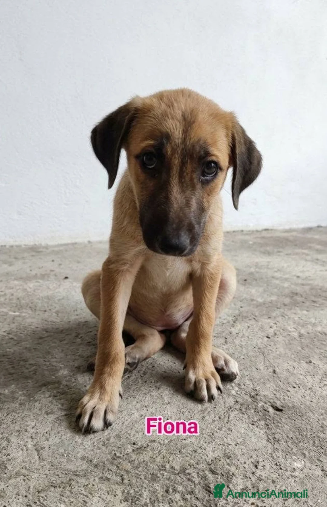 Meticcio cani in regalo: Fiona - Annuncio 1