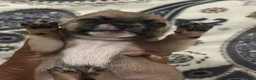 Chihuahua cani in vendita: 4 CHIHUAHUA  - Annuncio 4