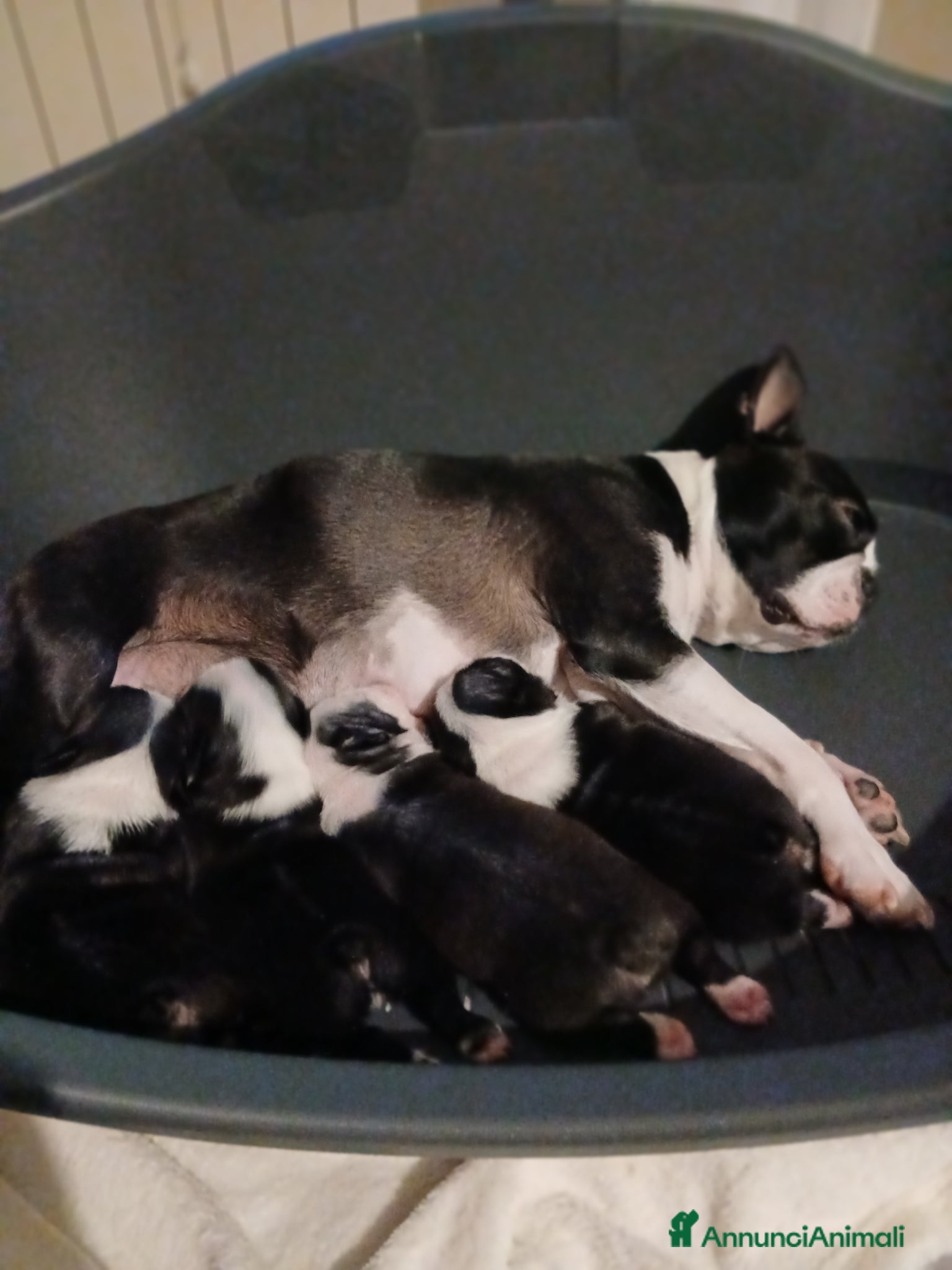 Boston Terrier cani Per info 3518210391 - Annuncio 1