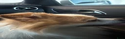 Meticcio cani per accoppiamento: Spyro cerca fidanzatina a Provincia di Chieti - Annuncio 9
