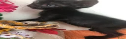 Meticcio gatti in regalo: GATTINI NERI DOLCISSIMI - Annuncio 8