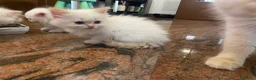 Siberiano gatti in vendita: Disponili cuccioli siberiani! Occhi azzurri! - Annuncio 21