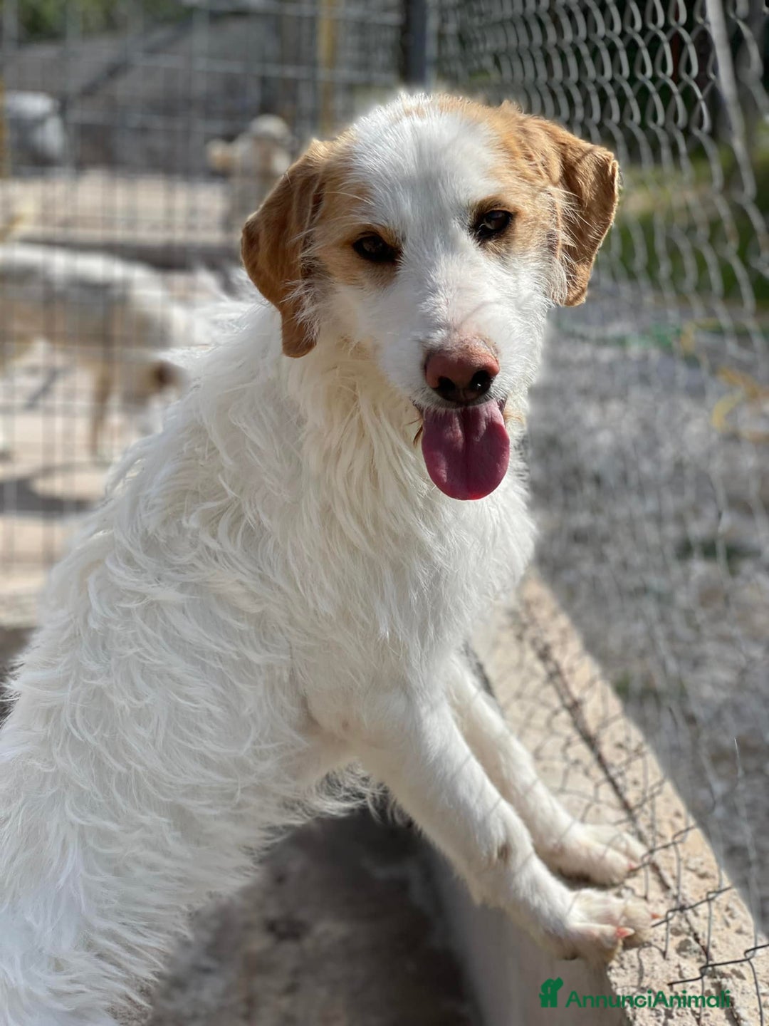 Meticcio cani in regalo: MINNIE, spinoncina speciale. - Annuncio 4