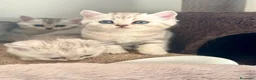 Scottish gatti in vendita: Bellissimi cuccioli di scottish straight/fold - Annuncio 2